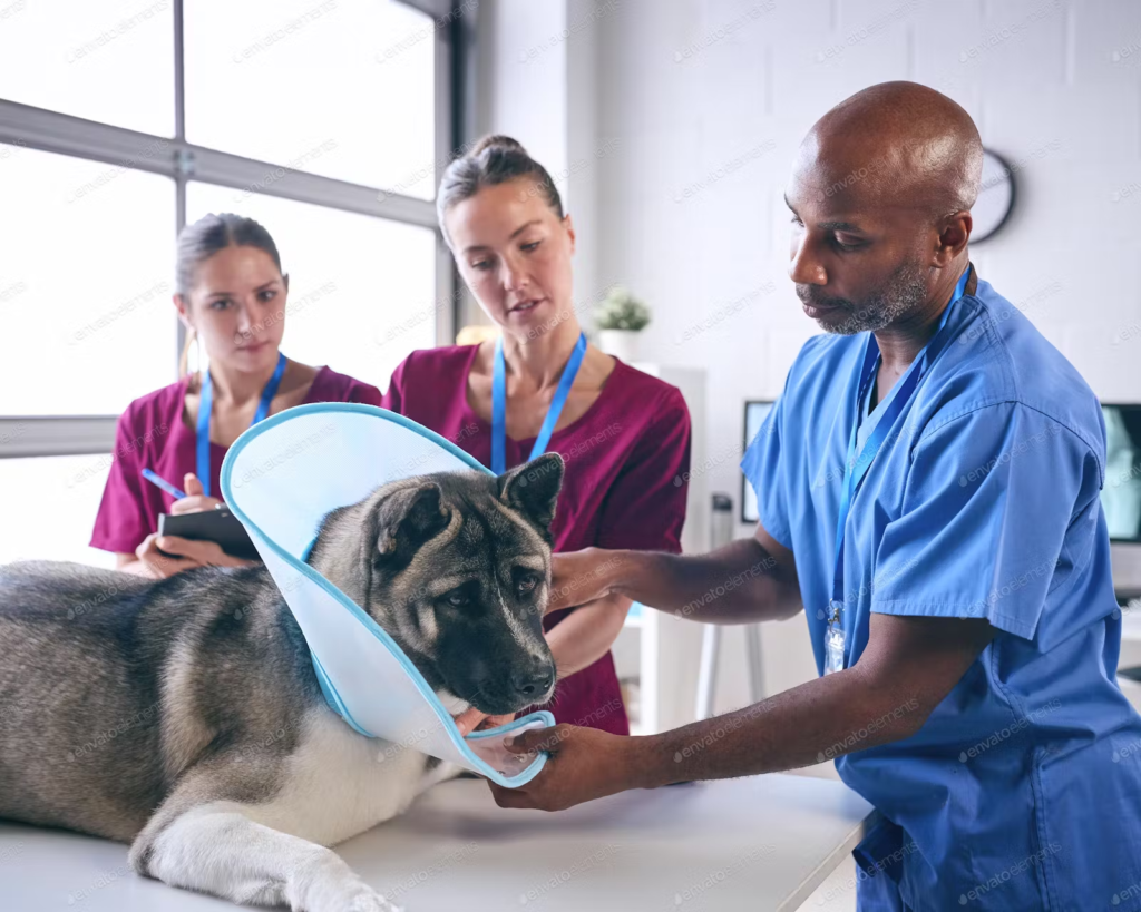 dog getting ready for surgery