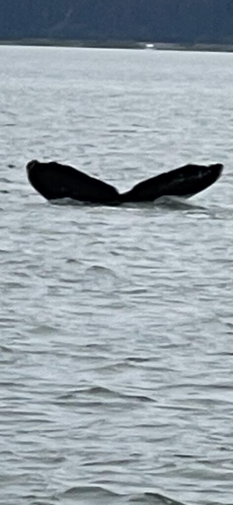 whale tails in Junaeu Alaska